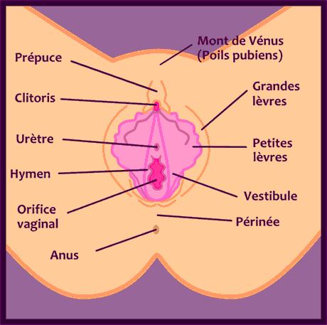 Organes génitaux externes - Les Clés de Vénus