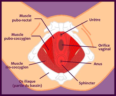 Etape 2 - Prendre conscience des muscles et de leur contraction - Les Clés  de Vénus