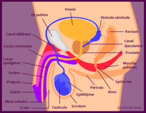 Anatomie masculine - Les Clés de Vénus